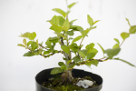 crabapple 1.png