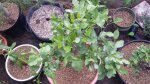 20160613_080811.jpg