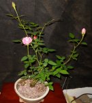 Rosa Jilly Jewel Sept27-2015e-small.jpg