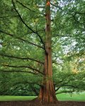 dawn-redwood.jpg