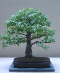 Sweetgum99.jpg