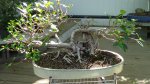 DSC01270.JPG