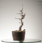 Barrosinc - bonsai 2016 - malus - 0002.jpg