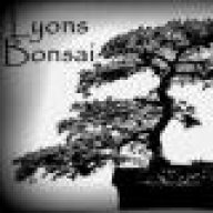 Lyons Bonsai