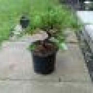 Need Advice On Bonsai Tools Bonsai Nut