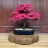 Nybonsai12