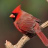 Cardinal