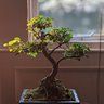 essdoesbonsai