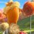 lorax