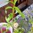 New Growth