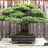 SeemoreBonsai