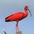 Scarlet Ibis