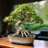 603bonsai