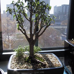 "Too little" ficus benjamina