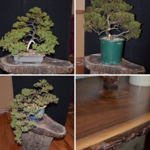 Black Walnut Display stand/stump