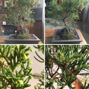 My Juniper 2018