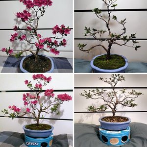 Azalea