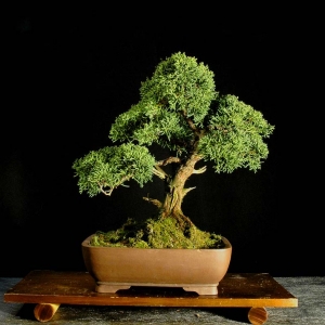 Shimpaku Juniper:: Juniperus Chinensis Shimpakui