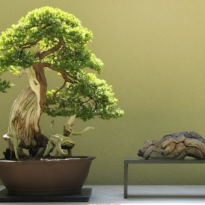Pacific Rim Bonsai Collection