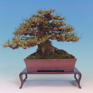 Bonsai 20: Japanese black pine