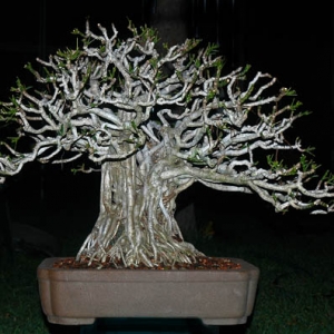 Media 'Schefflera arboricola' in category 'Bonsai Nut Member Galleries'