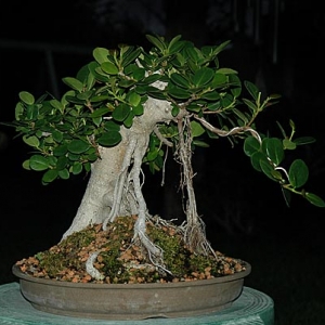 Ficus "Green Island"