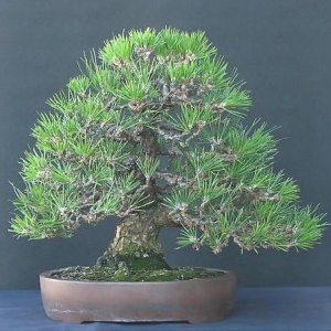 Japanese Black Pine