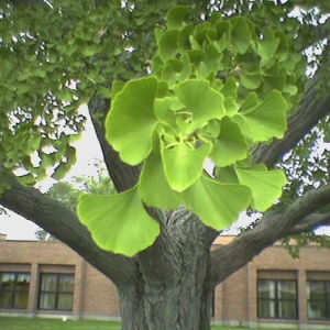 Ginkgo foliage