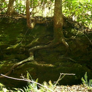 Natural root-over-rock