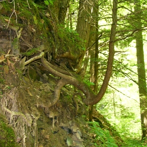 Exposed Root