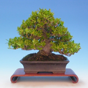 Bonsai 28: ???