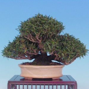 Bonsai 3: crepe myrtle(?)