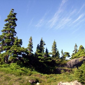 Trees in Nature - Vancouver Island Canada