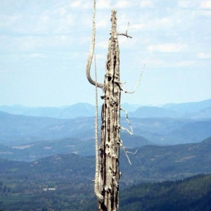 Western Red Cedar snag- Sayward BC