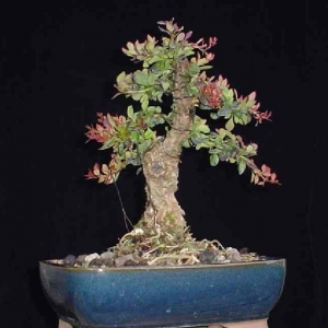 shohin barberry