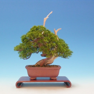 Bonsai 37:  "True" Kashiwa juniper