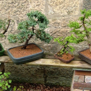 Photo of some trees on one of my benches