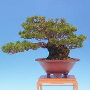 Bonsai 40: Japanese 5-needle pine