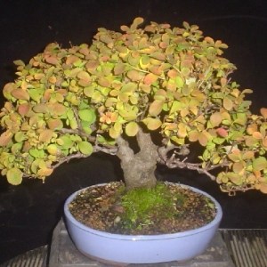 Shohin Spirea