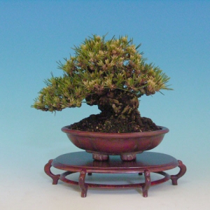 Bonsai 6: Japanese black pine