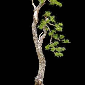 Sub-Alpine Fir