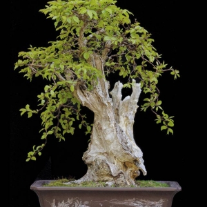 Korean Hornbeam