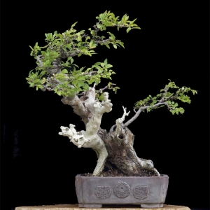 Chinese Elm