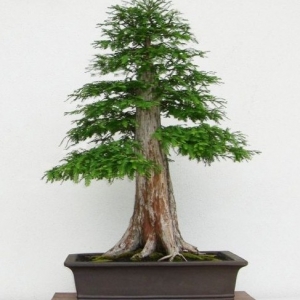 Bald Cypress