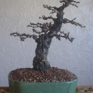 shohin barberry