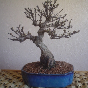 shohin barberry