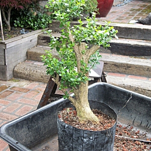 Collected Boxwood..Urban Yamadori