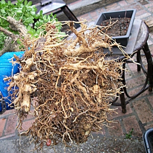 Collected Boxwood..Urban Yamadori