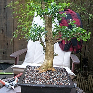 Collected Boxwood..Urban Yamadori