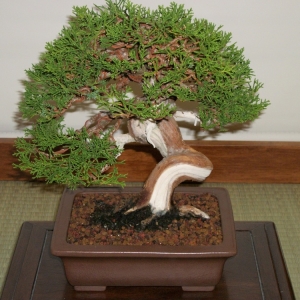 Midori Bonsai Show In San Jose